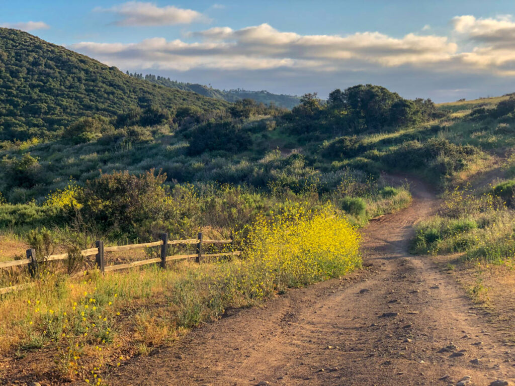 Road trail in a forest field at Los Peñasquitos Canyon Preserve