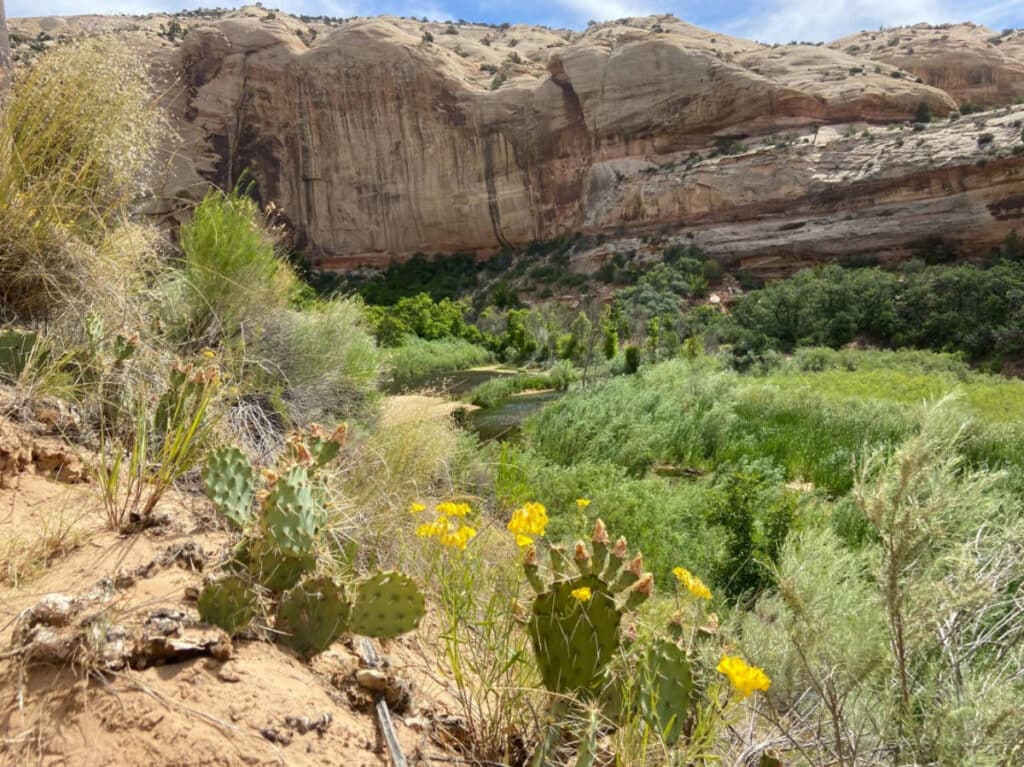 View of wildflowers blooming in Lower Calf Creek Falls