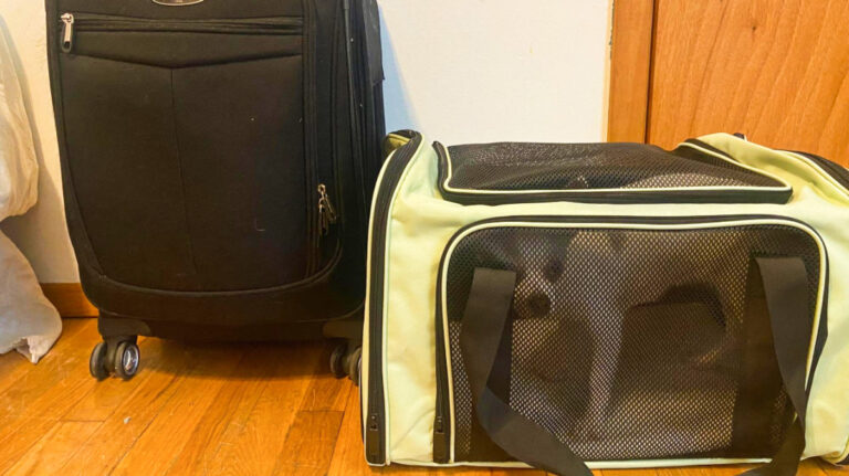 The author's luggage with a dog inside the carrier