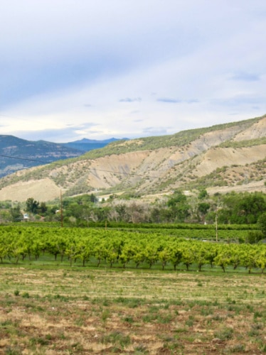 Scenic view of the lush vineyard in Paonia