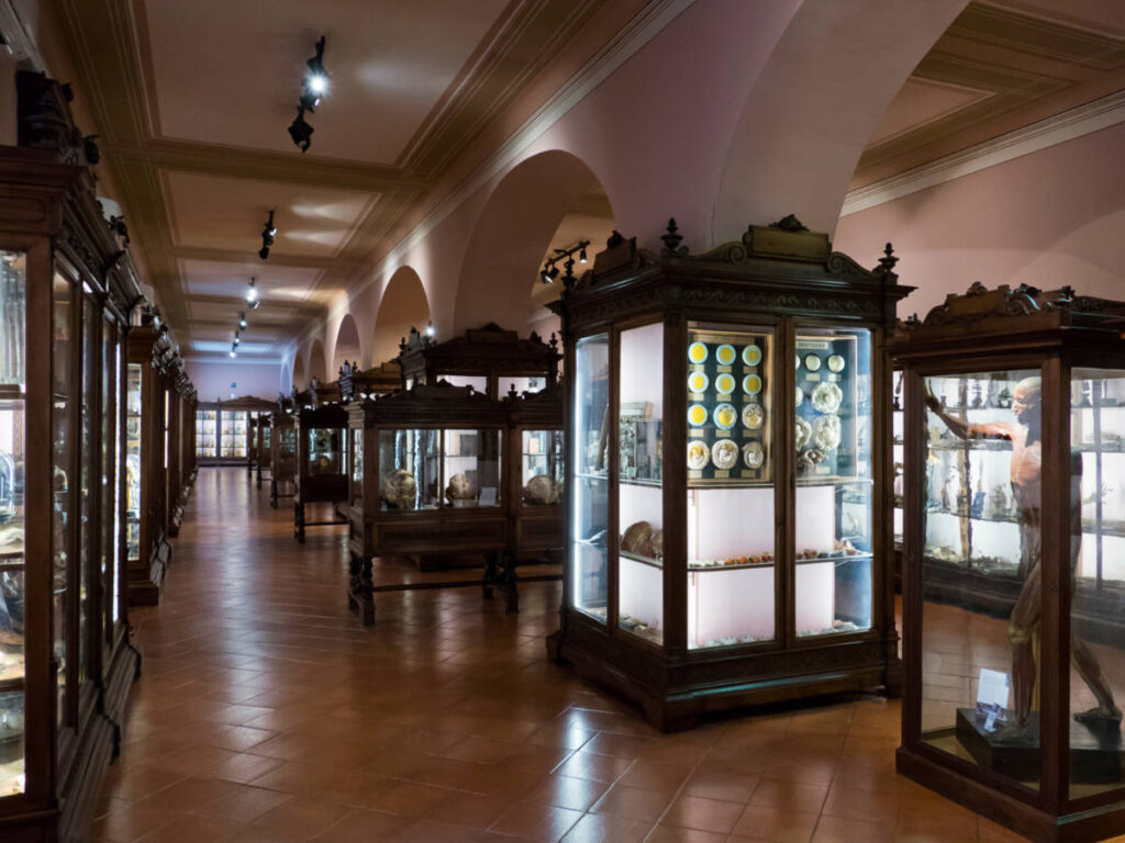 The exhibits at the Anatomy Museum in Naples