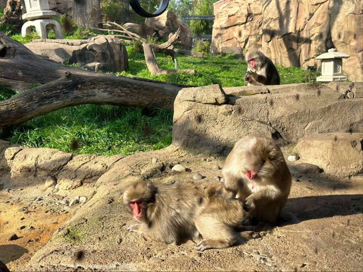 The Macaque monkeys cleaning each other