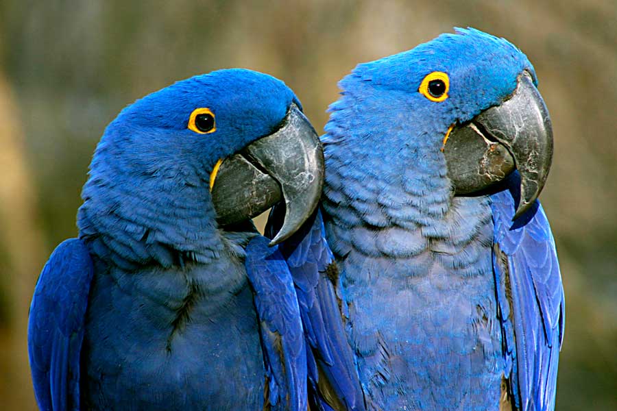 Pair of purple macaws in Nashville Zoo
