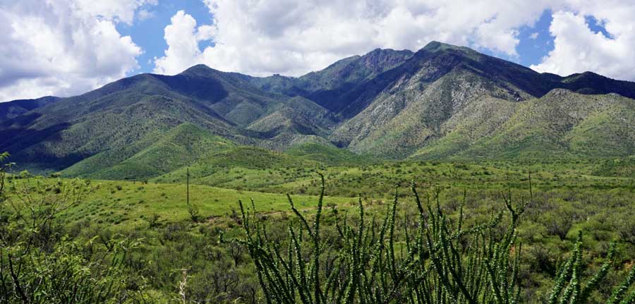 Relaxing view of the Madera Canyon
