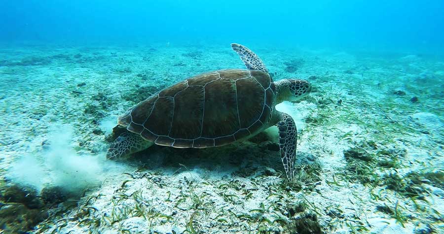 A sea turtle under the Maho Bay