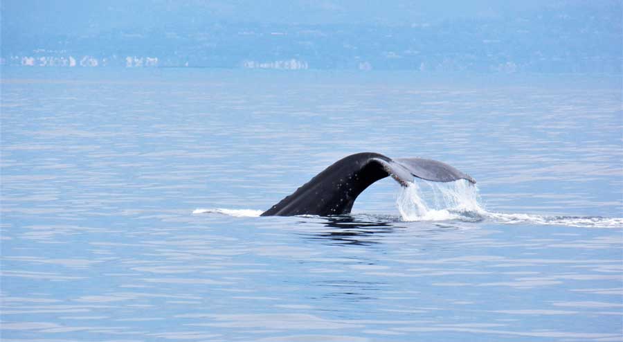 A tail of a whale in Malibu Coastal Adventures
