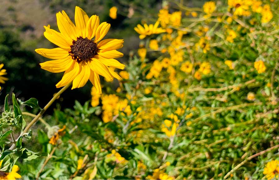Flowers blooming in the Malibu Creek State Park