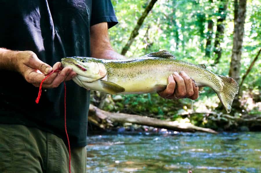 A man's hand holding a huge trout