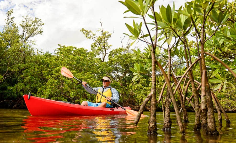A man kayaking through the mangroves