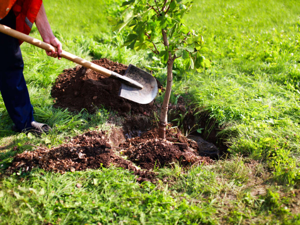 A man's hands shoveling to planting a tree