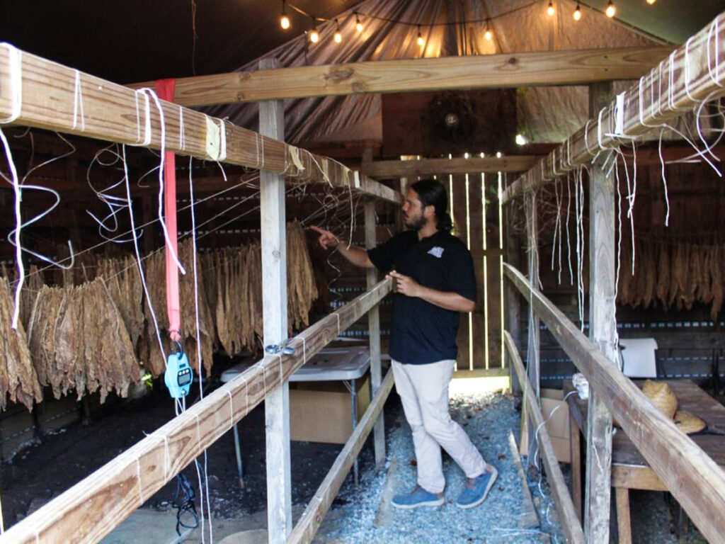 A man pointing the drying tobaccos