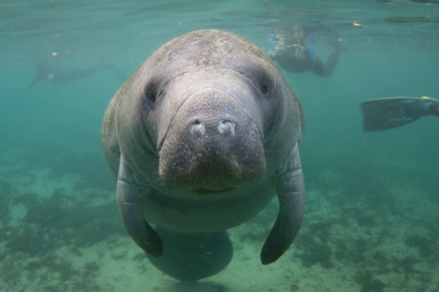 View of a manatee under the water