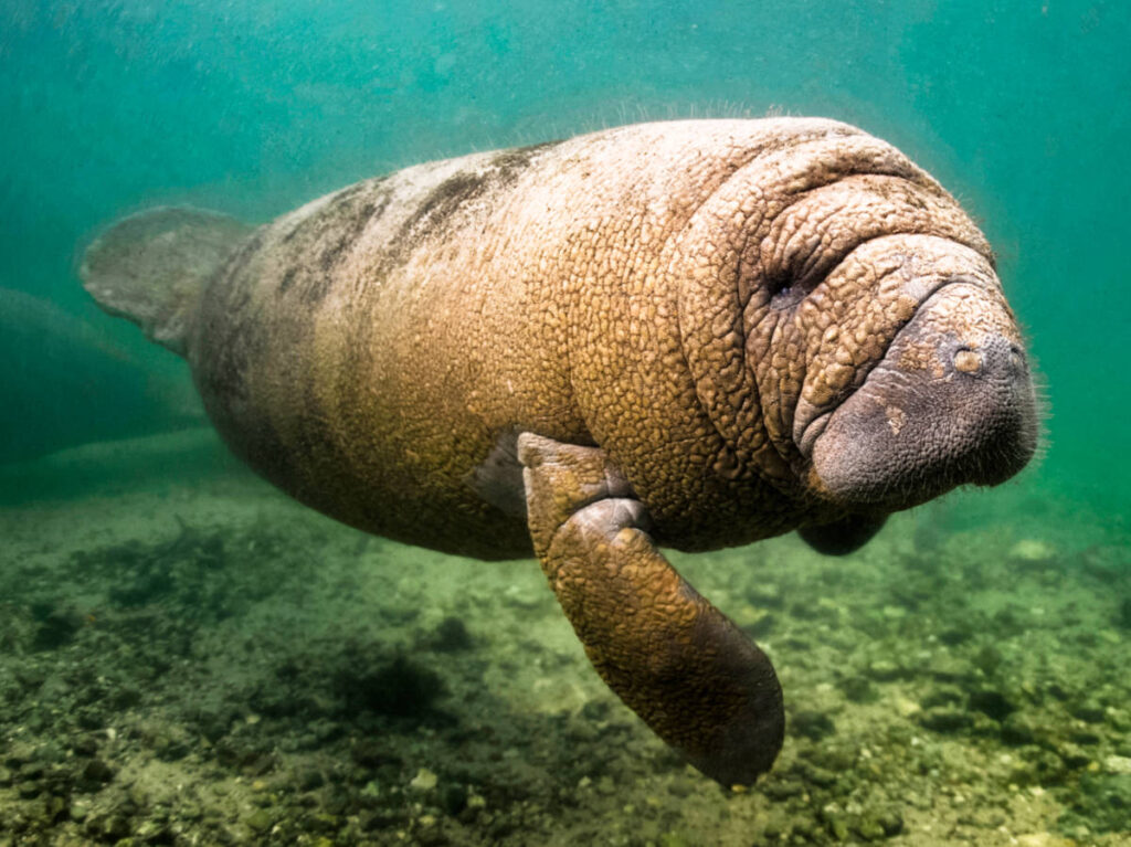 A manatee swimming under the water