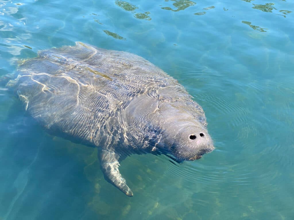 Close up view of a manatee on the Manatee Viewing Center in Florida