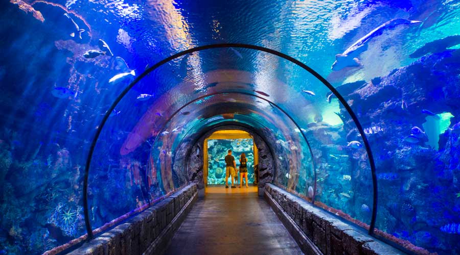 View from the Shark Reef Aquarium