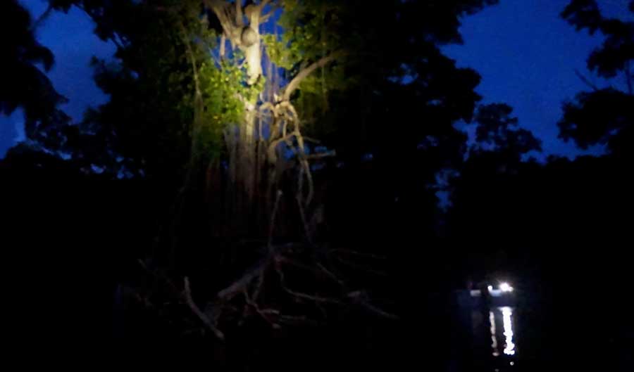 View while on a boat tour in mangrove forests of Laguna Grande at night