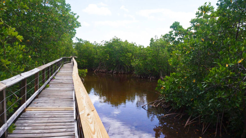 A long boardwalk over the water surrounded by mangroves in Cabezas de San Juan Nature Reserve