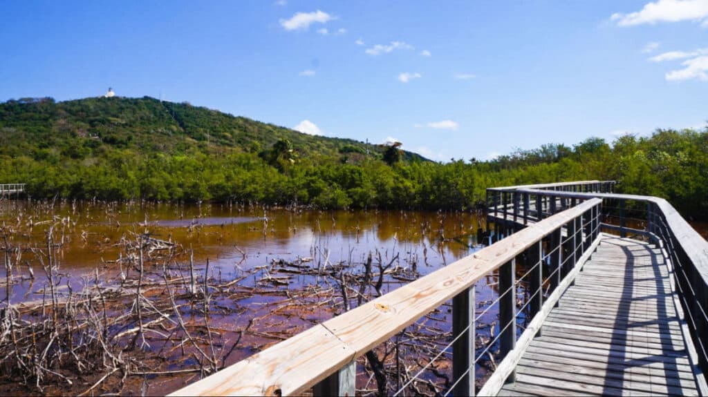 View of the boardwalk near the mangroves at Cabezas de San Juan Nature Reserve