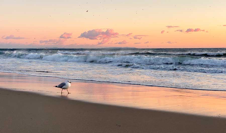 A bird wandering in Manhattan Beach and the colorful sky during sunset over it