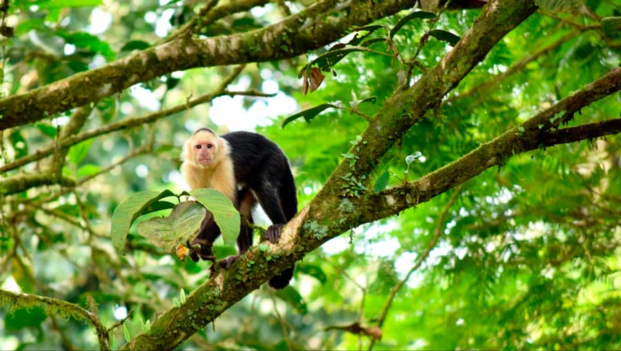 View of a white-faced capuchin monkeys on a tree branch in Manuel Antonio National Park
