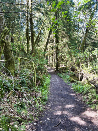 View of the Margaret’s Way Trail under the shade of the trees