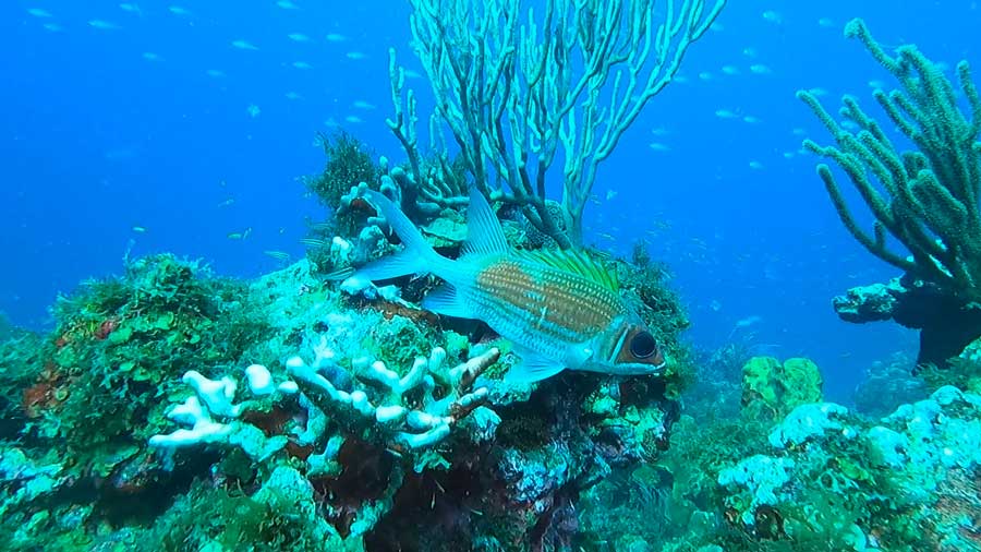 Fishes and coral reefs under the blue water of St. Thomas