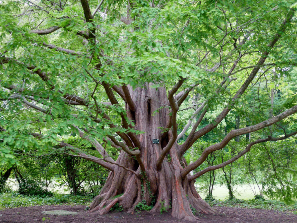 View of a redwood tree at the Marquand Park