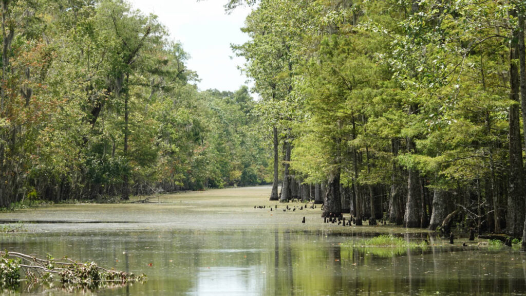 View of the Marsh River in Houma, Louisiana
