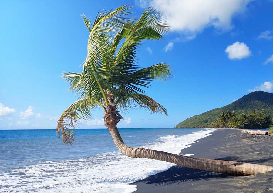 A pine tree in the black sand beach of Maunabo
