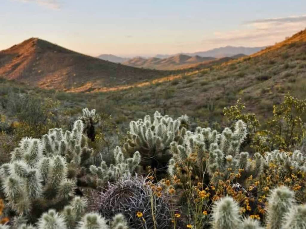 View of cacti along the McDowell Sonoran Preserve Loop
