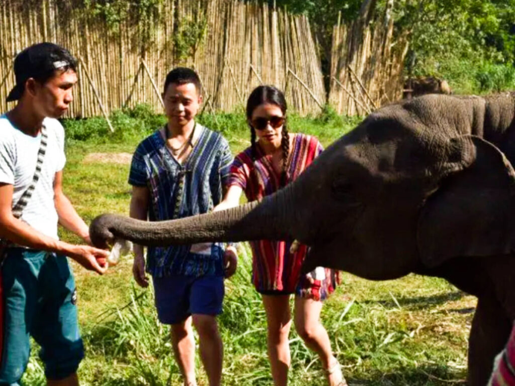 The author Mckenna Mobley with two other Thai locals feeding the elephant in Chiang Mai