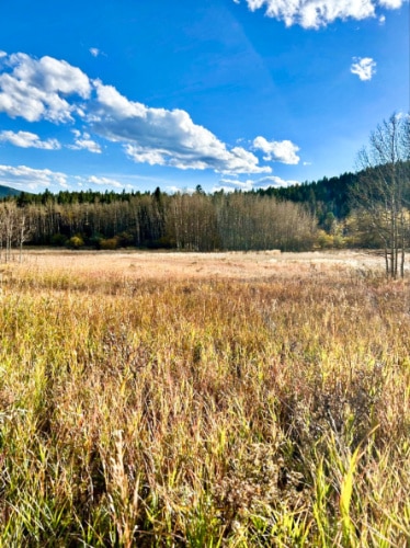 Scenic view of the meadow of Golden Gate Canyon State Park