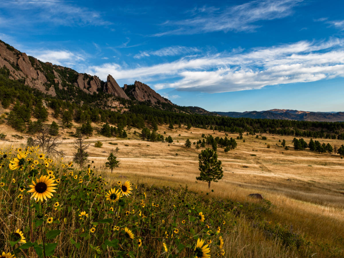 View of the blooming sunflowers and Flatirons at South Boulder