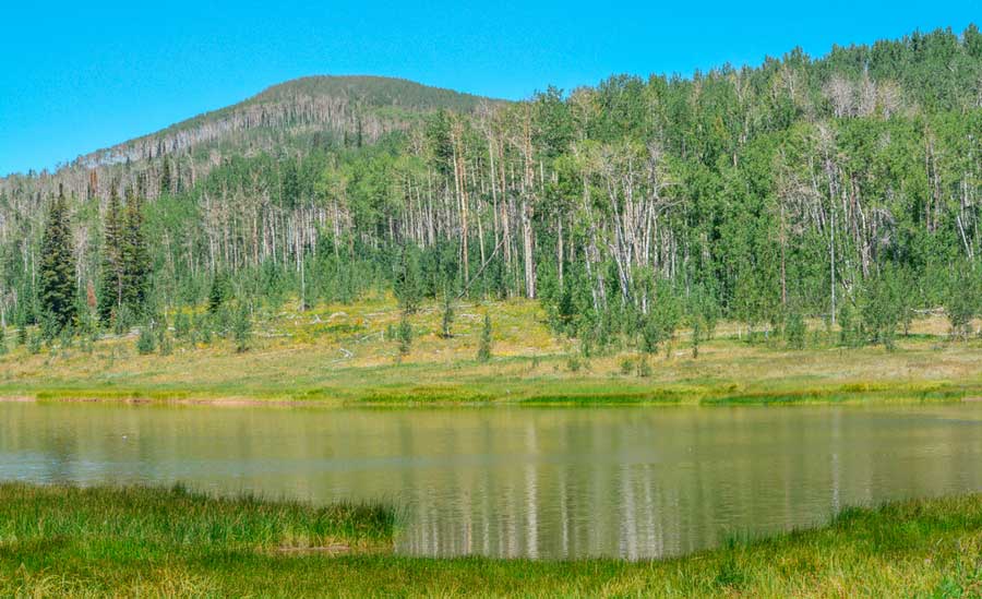 The Medicine Bow-Routt National Forest under the clear blue sky