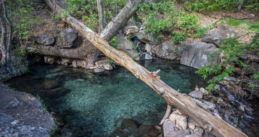 View of a tree trunk at the Melanie Hot Springs