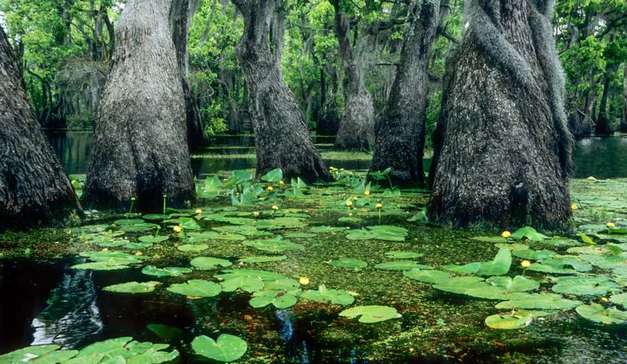 View of lily pods in Merchant’s Millpond State Park
