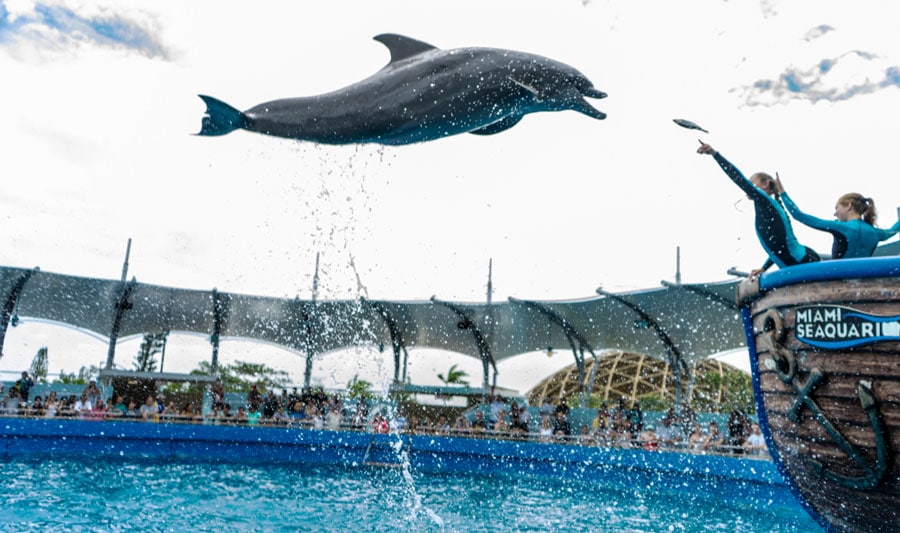 View of a dolphin jumping out of the water in Miami Seaquarium