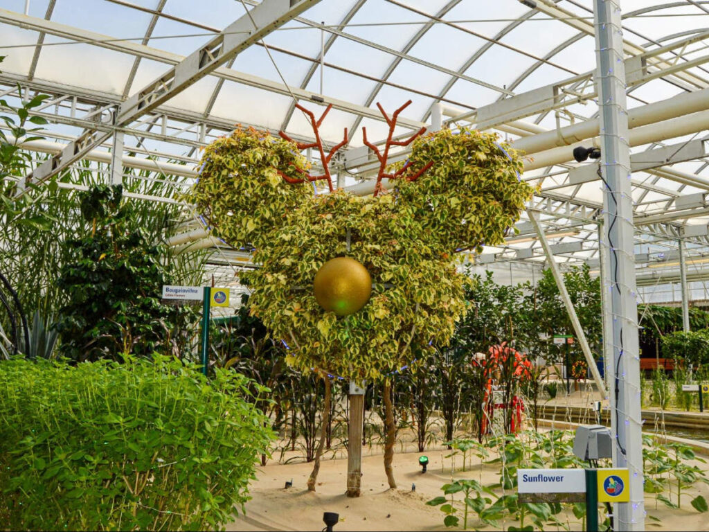 A Mickey-Shaped Plants at The Land