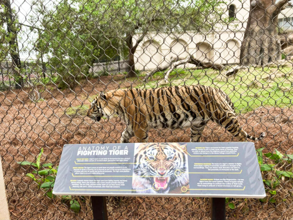 View of Mike the Tiger behind the fence on Louisiana State University Campus