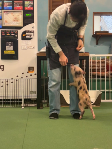 Woman petting a small pig at Mipig Cafe in Shinsaibashi