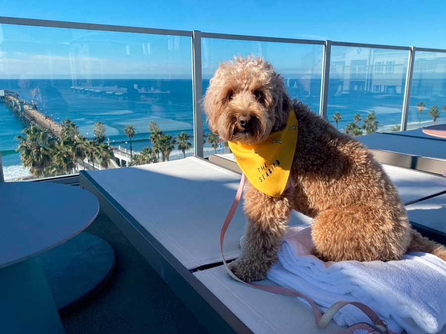 The author's dog and the ocean view from the background