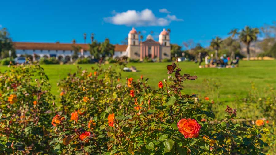 Close up view of roses in Santa Barbara