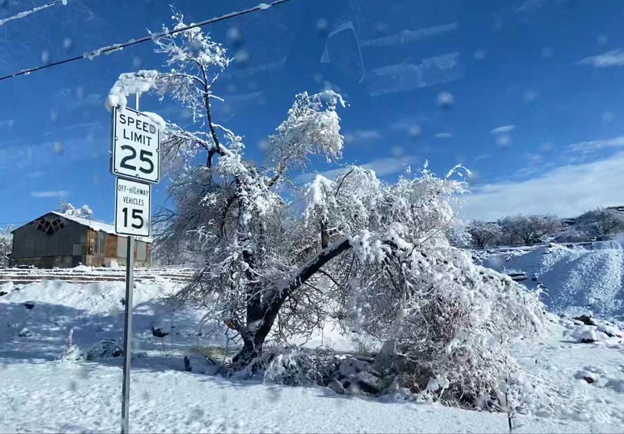 A tree covered with snow during winter season in Moab, Utah
