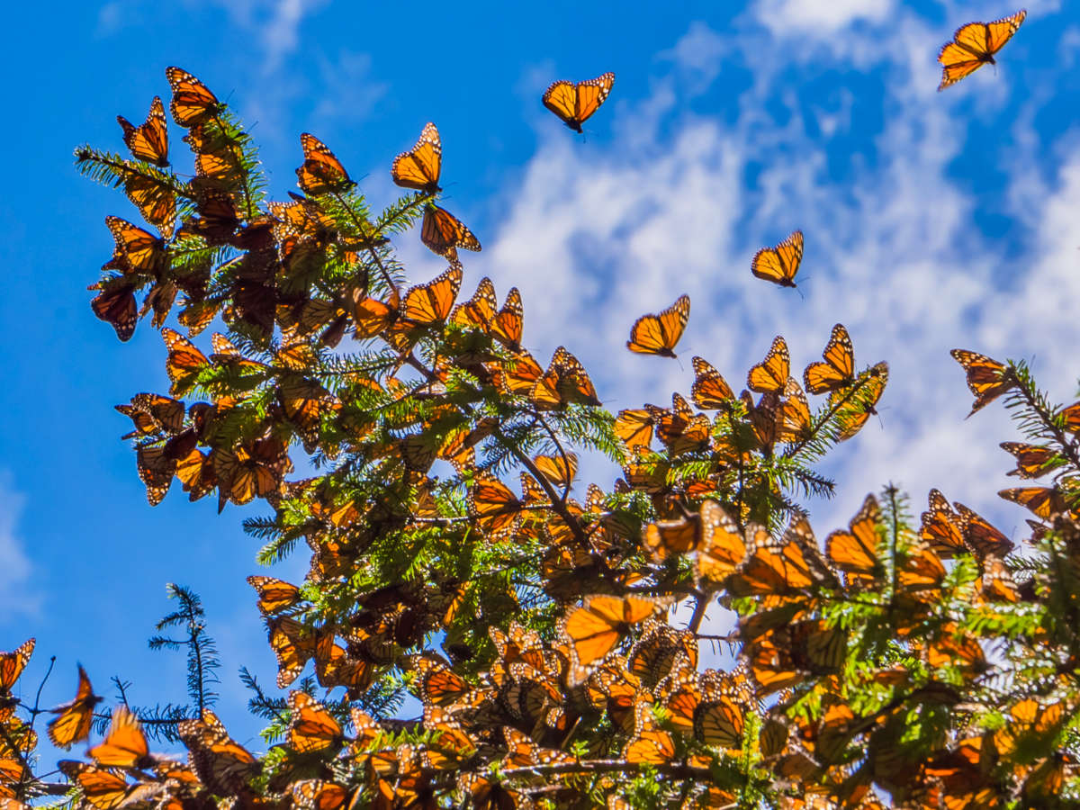 View of the monarch butterflies on the tree