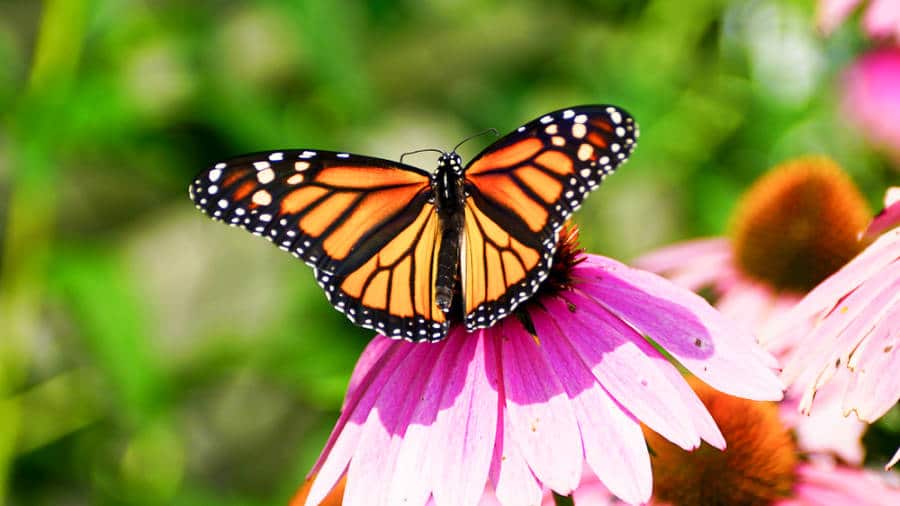 A monarch butterfly pollinating a pink flower