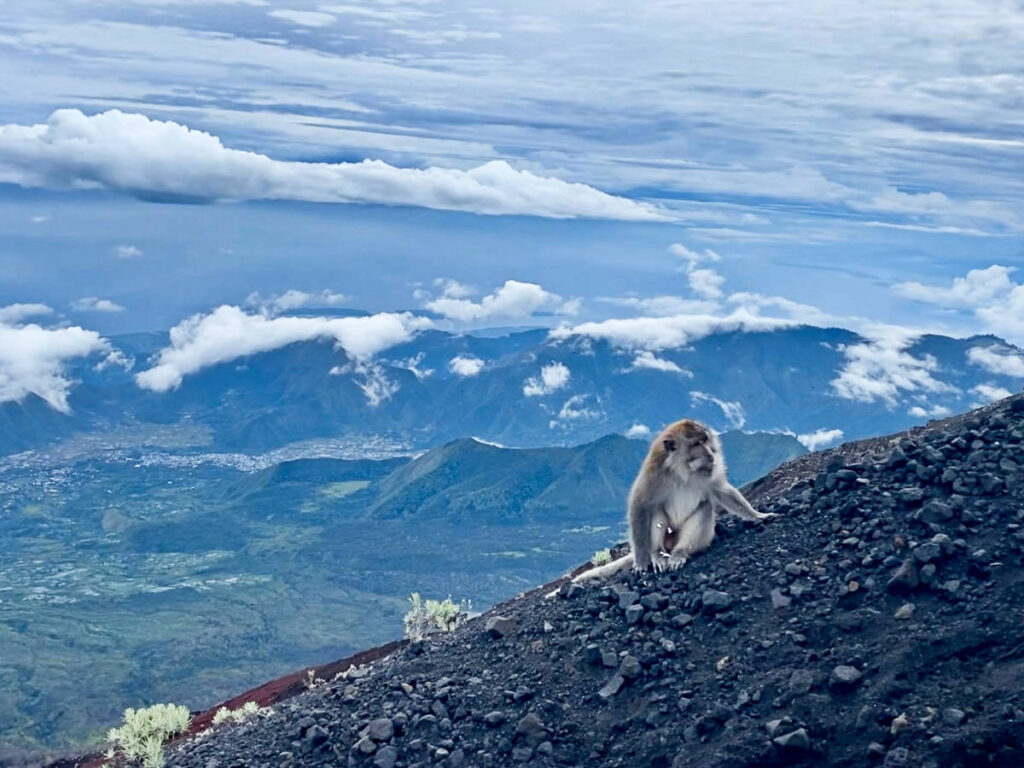 A monkey sitting on the hillside to Rinjani