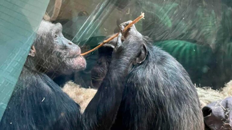 View of monkeys at the Lincoln Park Zoo