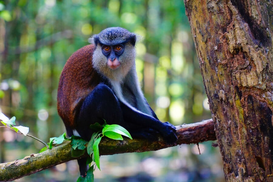 A monkey hanging out on the tree at the Lekki Conservation Centre