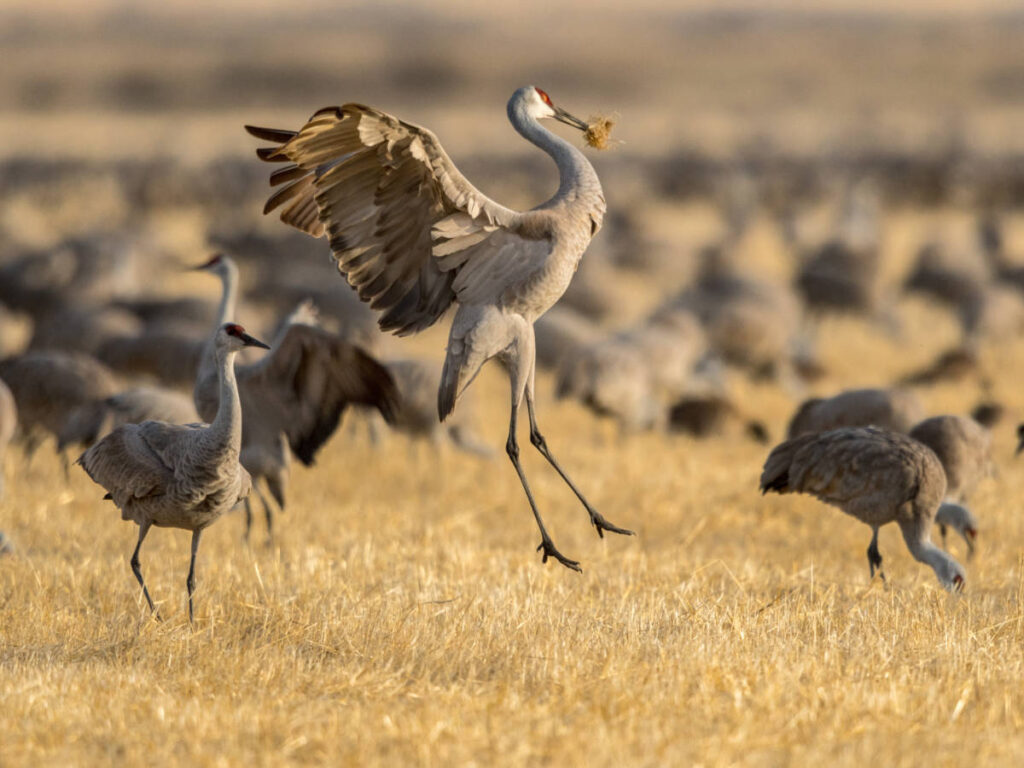 Sandhill cranes at the Monte Vista National Wildlife Refuge