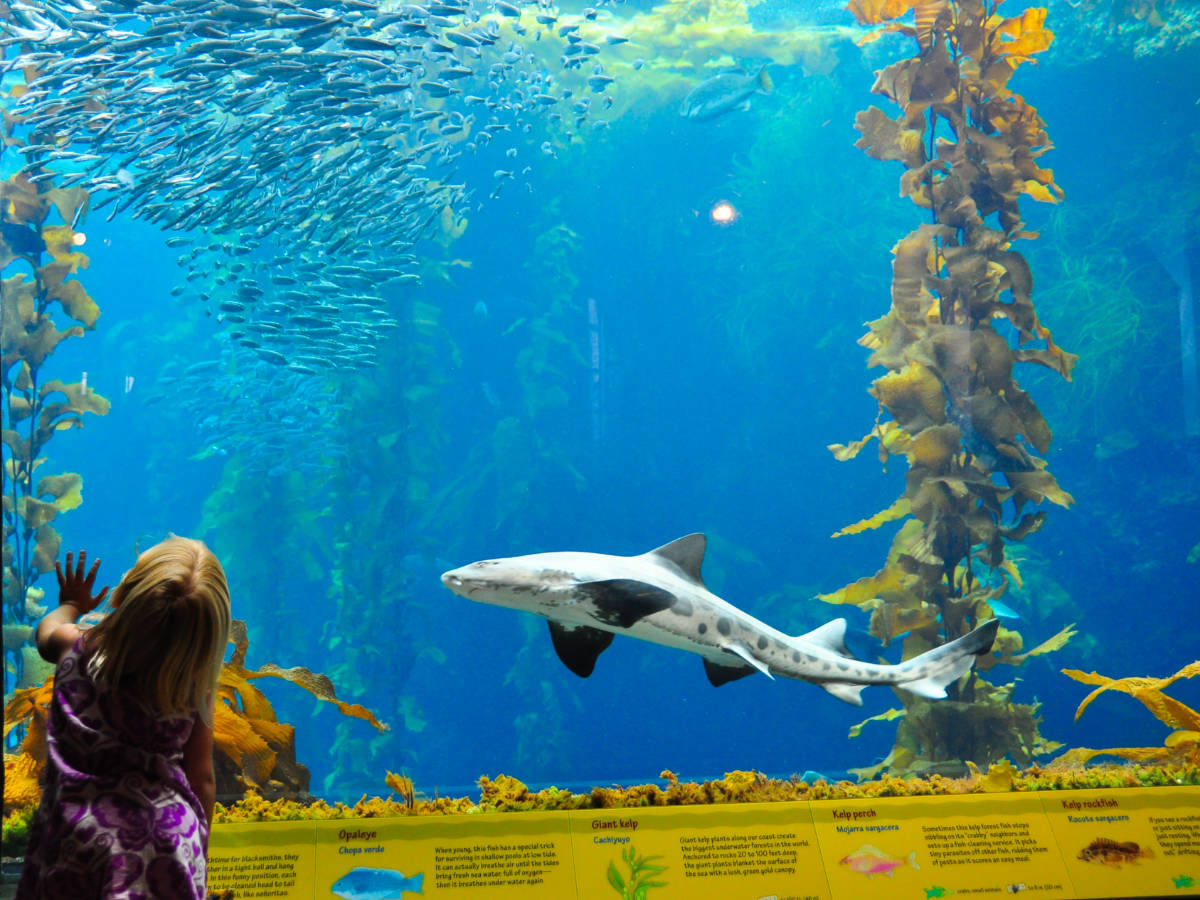 A girl looking at the shark in Monterey Bay Aquarium, California